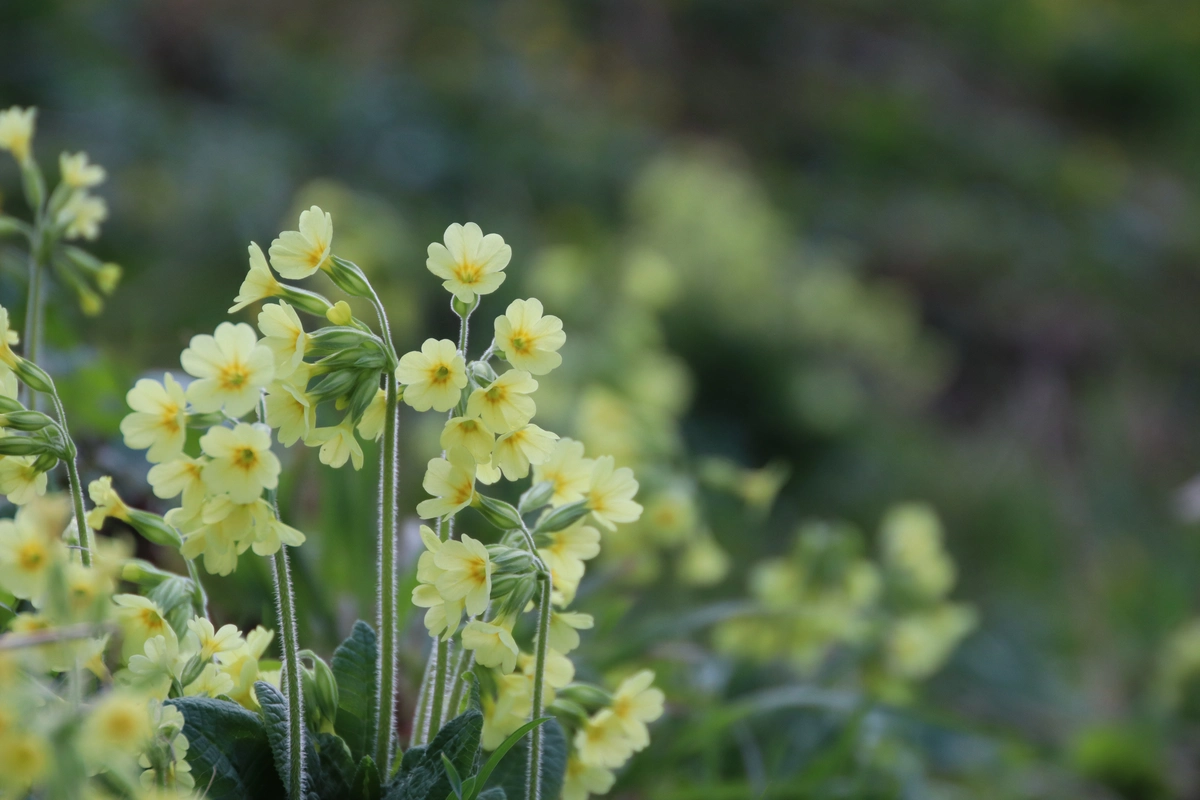 Investujeme do ochrany a obnovy prírody